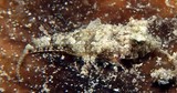 Callionymus corallinus Dragonnet corail Nouvelle-Calédonie poisson blanc