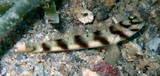 Amblyeleotris diagonalis Diagonal shrimp goby New Caledonia fish sand