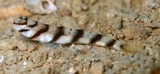 Amblyeleotris diagonalis Diagonal bar prawn goby New Caledonia