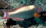 Cetoscarus ocellatus two-color parrotfish New Caledonia female