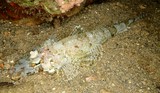 Thysanophrys chiltonae Longsnout flathead New Caledonia