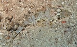 Thysanophrys chiltonae Longsnout flathead New Caledonia Well-camouflaged to match the surroundings