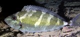 Naso thynnoides Onespine unicornfish New Caledonia exploration sous-marine