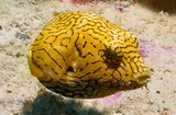 Arothron mappa Juvenile Scribbled toadfish New Caledonia