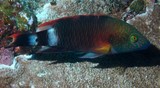 Cheilinus trilobatus Tripletail wrasse New Caledonia