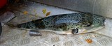 Lagocephalus sceleratus Ballon à bande argentée Poisson mortel poison tetrodotoxine