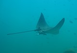 Eagle rays - Sultanante of Oman