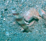 Amblyeleotris steinitzi Steinitz' prawn-goby New Caledonia fish lagoon reef