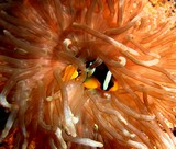 Amphiprion clarkii Mer Oman découverte faune sous-marine