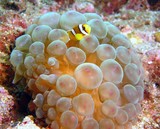 Amphiprion clarkii Clark's anemonefish young juvenile Oman sea