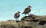 Arenaria interpres bird ruddy turnstone New Caledonia sea bird couple