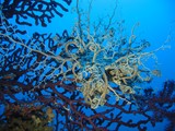 Astrospartus mediterraneus Gorgonocépale déployé Tête de méduse les deux frères plongée sous marine