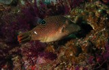 Poisson Canthigaster solandri Oman Mussandam plongée sous-marine biodiversité