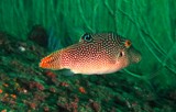 Canthigaster solandri Sharpbacked puffer Oman Mussandam fish scuba diving