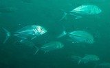 Caranx sexfasciatus bigeye trevally poisson argente silver fish musandam Oman Dibba diving scuba