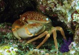 crabe bombe crab deadly from oman musandam diver lima rock south diving center