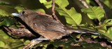 Clytorhynchus pachycephaloides Monarque brun Nouvelle-Calédonie oiseau de couleur marron uni
