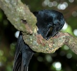 Corvus moneduloides New Caledonian Crow using tool