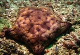 astérie coussin - Mer d'Oman - Pearl Island