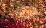 poisson ballon - Mer d'Oman - Lima rock