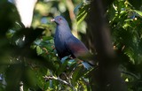 Ducula goliath Notou Bird with red eyes New Caledonia endemiq fauna New Caledonian Imperial-pigeon