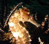 Hippocampus kuda Spotted Seahorse Musandam Sultanate of Oman Underwater picture
