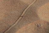 Road of Ant in the Abu Dhabi sand Desert United Arab Emirates