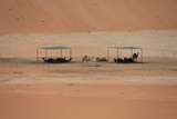 Desert Camp For Camels in Abu Dhabi 