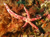 Linckia multifora - comète de mer - mer d'Oman - péninsule de mussandam