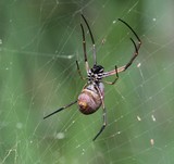 araignée de nouvelle-calédonie toile doré jaune spider yellow web new caledonia fauna