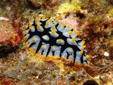 Phyllidia rueppelii nudibranch Oman dibba diving