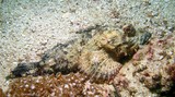 Raggy scorpionfish - Oman sea - Pearl Island