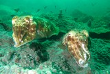 Pharao cuttlefish oman sea squid musandam