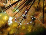 shrimp dibba nettoyeuse Banded cleaner shrimp crevette nettoyeuse pince blanche et mauve