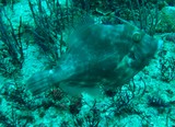 Poisson oman bourse garnale underwater picture musandam diving dibba