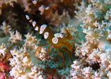 Crevette de Thor mer d'oman plongée en oman musandam dibba centre de plongée sous-marine recycleur quantum