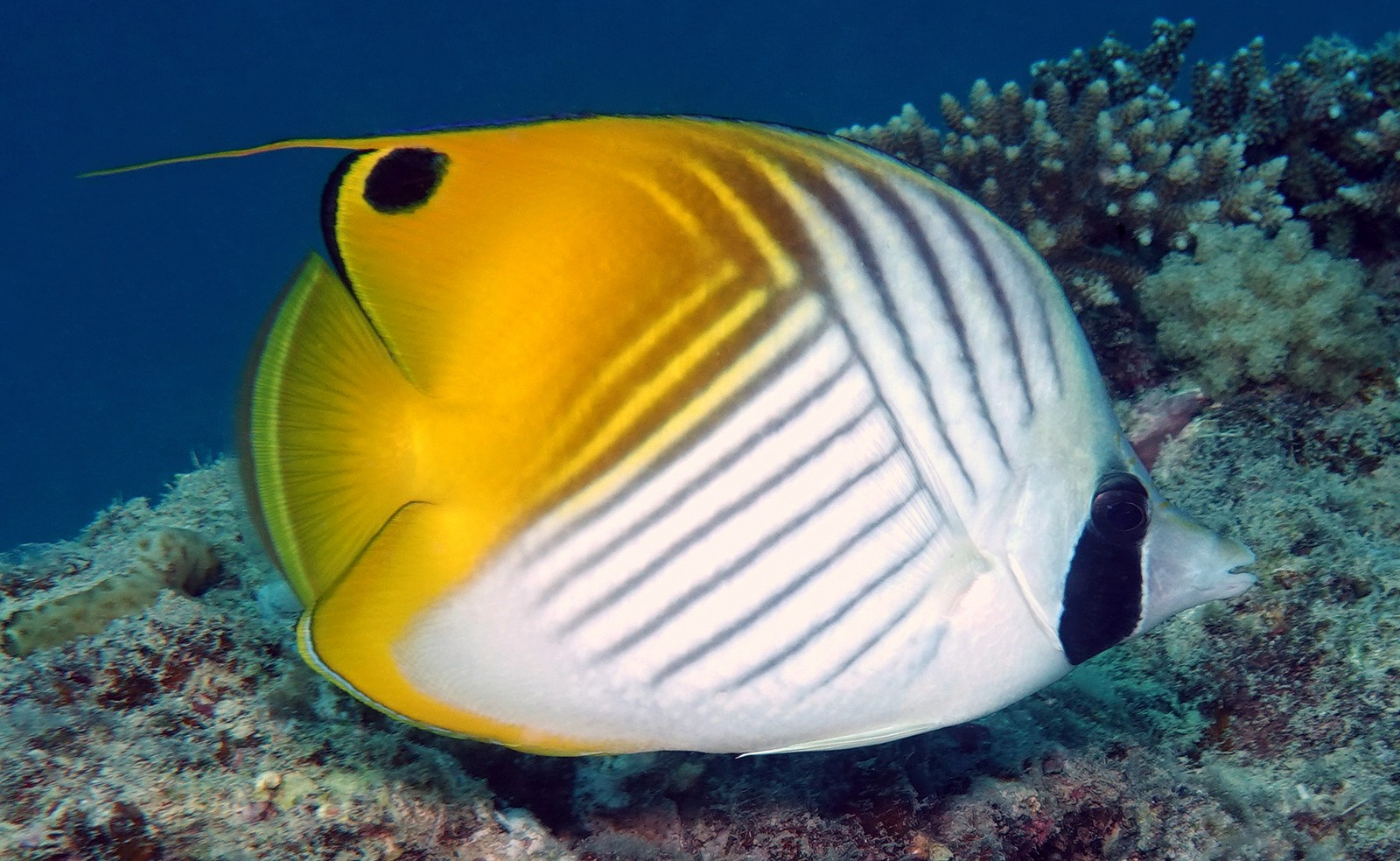 CHAETODON AURIGA FORSSKAL 1775 CHAETODON AURIGA FORSSKAL 1775