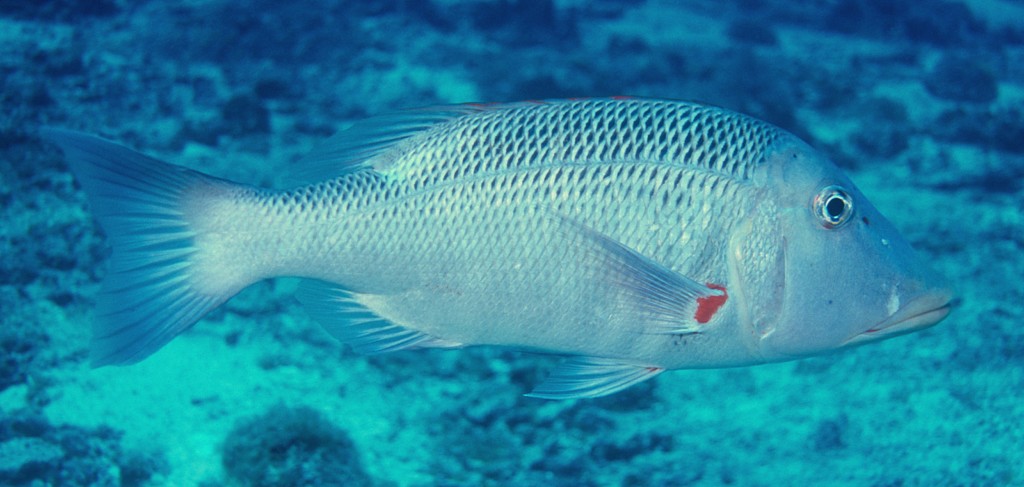 Lethrinus miniatus Gueule rouge Nouvelle-Calédonie