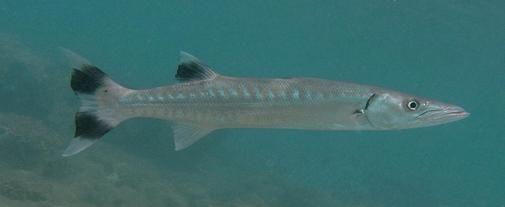 Sphyraena barracuda Grand barracuda Nouvelle-Calédonie