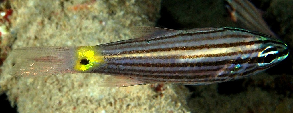 Cheilodipterus artus Lined cardinalfish juvenil New Caledonia small black spot surrounded by a large gold blotch on the caudal peduncle