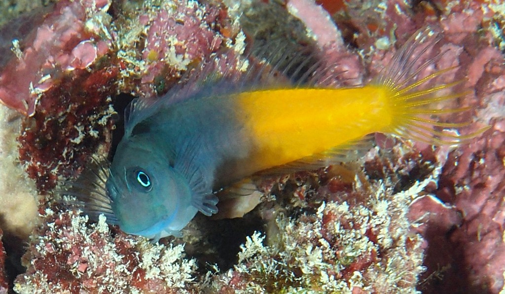Ecsenius bicolor Blennie bicolore poisson Nouvelle-Calédonie queue jaune yeux bleux