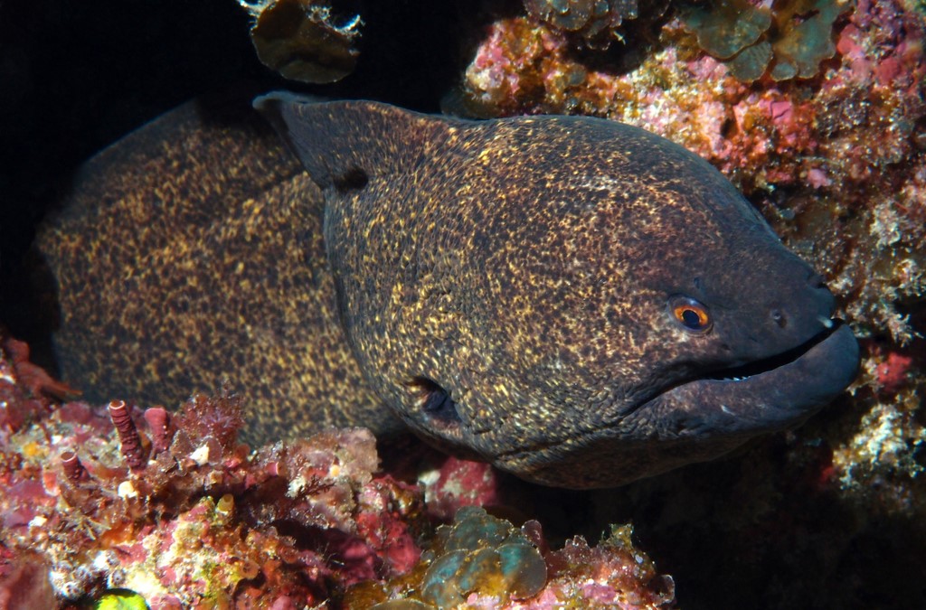 Gymnothorax flavimarginatus murène à points jaunes Nouvelle-Calédonie poisson du lagon récif corps serpentiforme