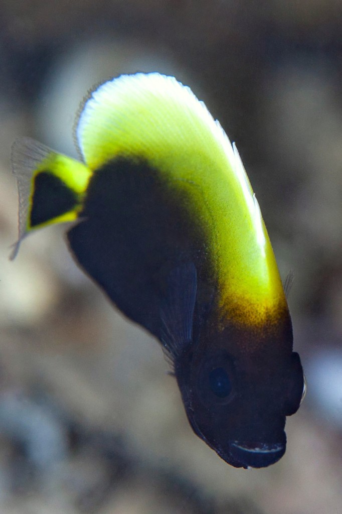 Chaetodontoplus conspicillatus Spectacled angel-fish New Caledonia juvenile