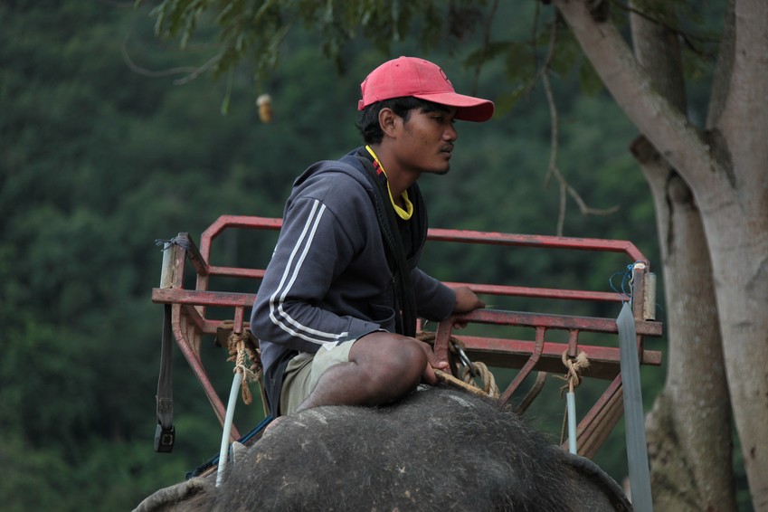 Cornac élephant Thailande mahout driver asian Phuket