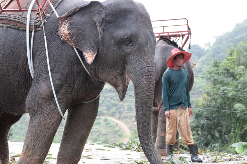 Elephant ears low frequencies biology Thailand wildlife animal fauna
