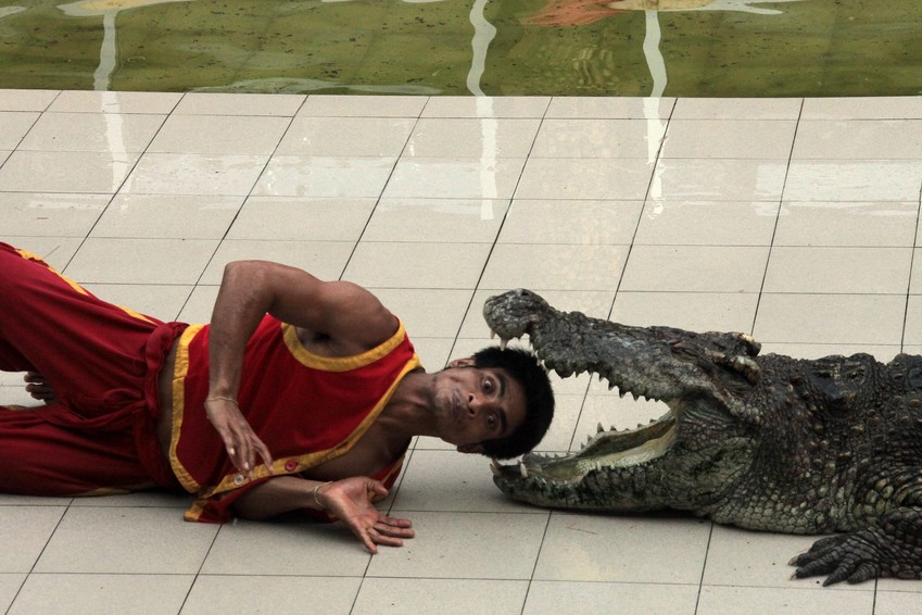 Un crocodile mord la tête d'un dresseur Thailand zoo phuket trainer mouth dead accident