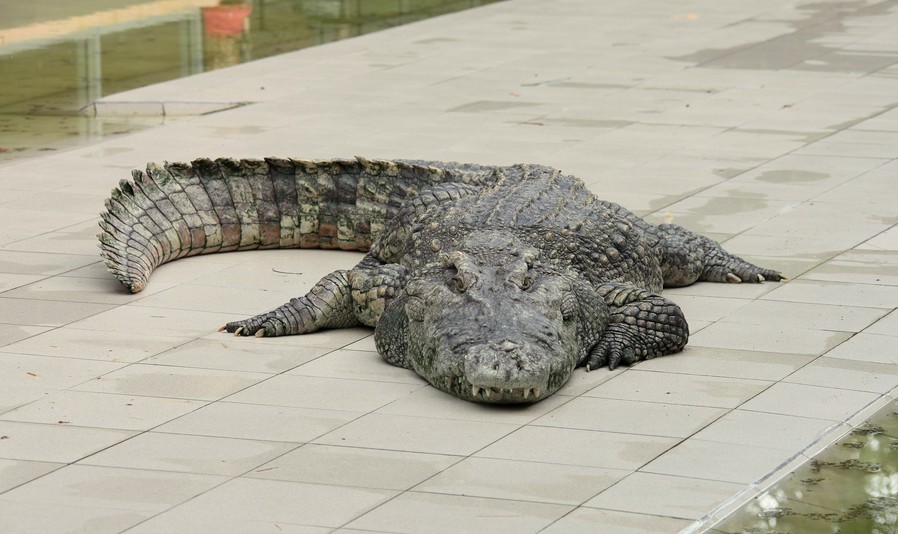 crocodile Crocodylinae Thailande dresseur zoo show Phuket