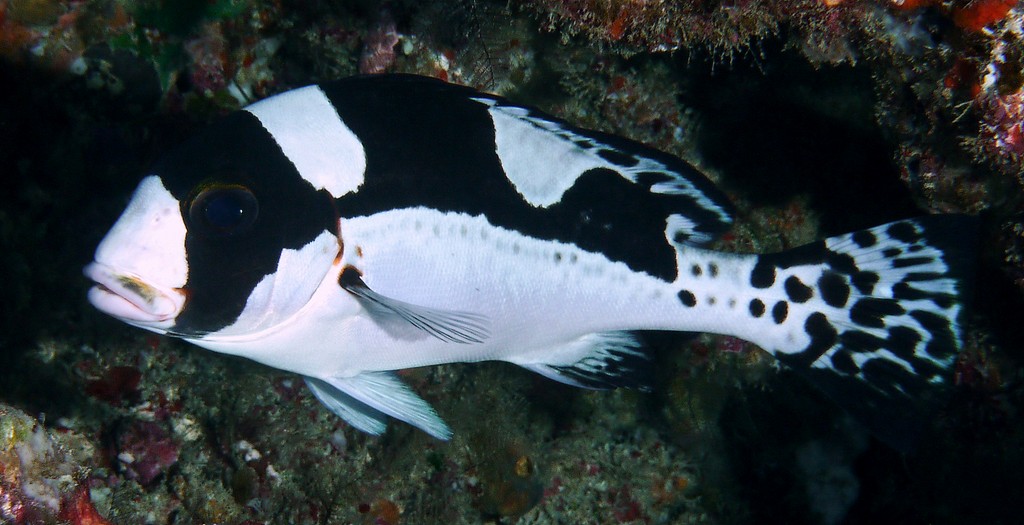 Plectorhinchus pica Gaterin noir et blanc juvénile Nouvelle-Calédonie poisson pour aquarium