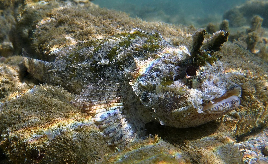 Parascorpaena mossambica Poisson-scorpion du Mozambique Parascorpaena armata