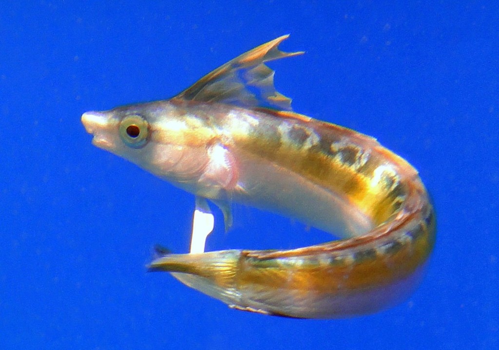 Aspidontus taeniatus False cleaner Juvenile fish New Caledonia 